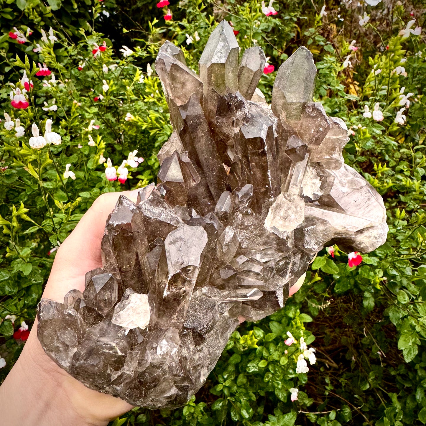 Smokey Quartz High Quality Crystal Point Cluster 1KG