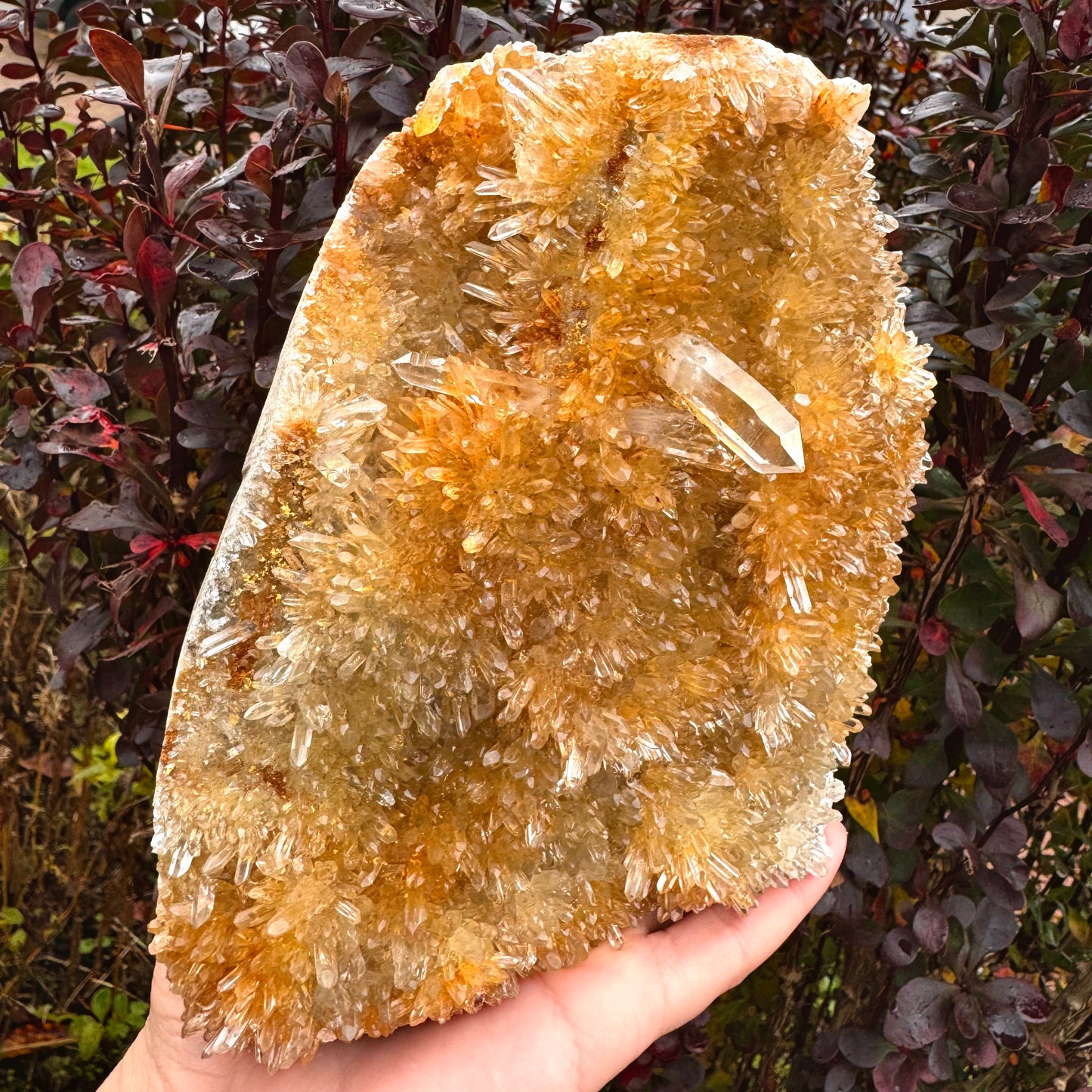 Golden Clear Quartz Cluster - 1.9KG