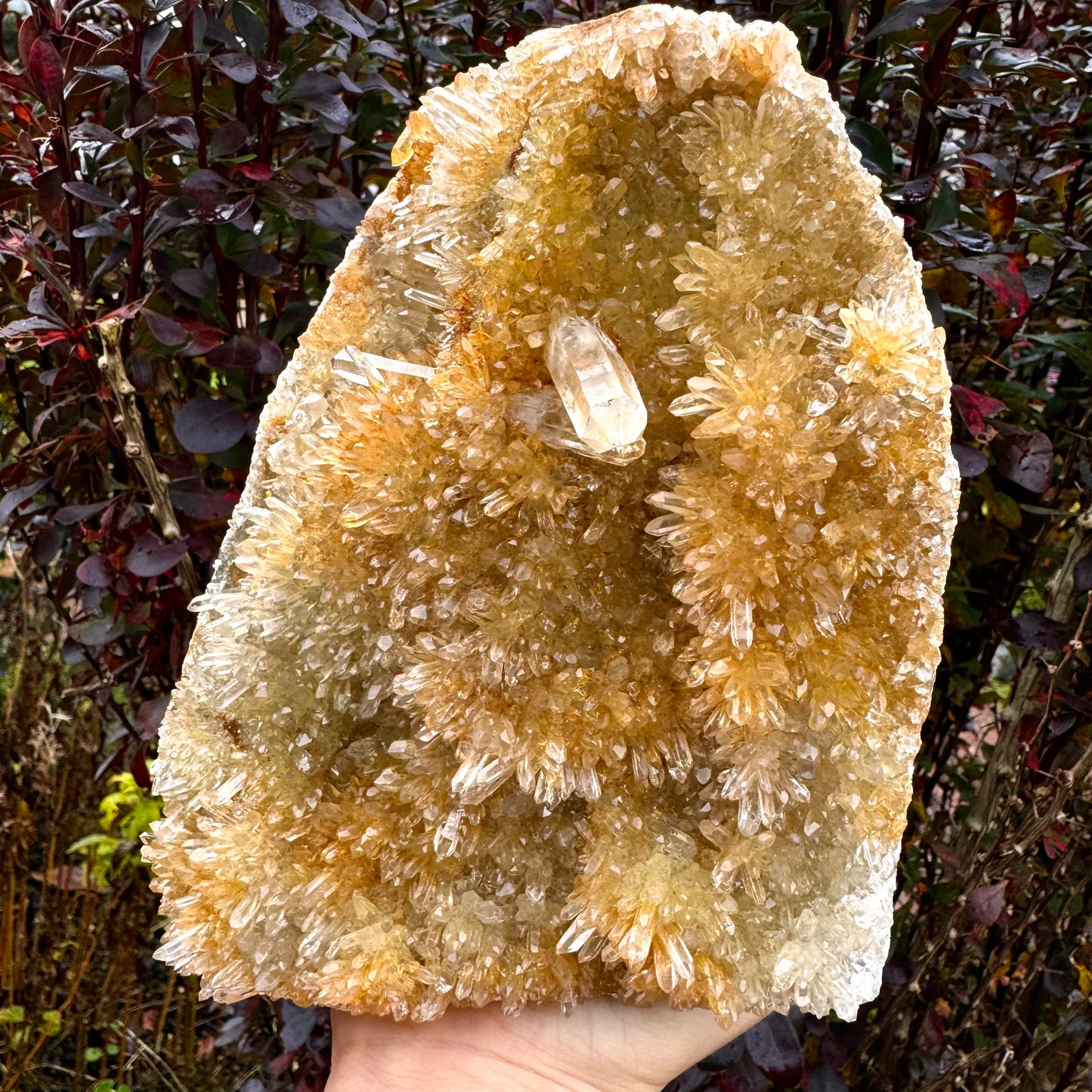 Golden Clear Quartz Cluster - 1.9KG