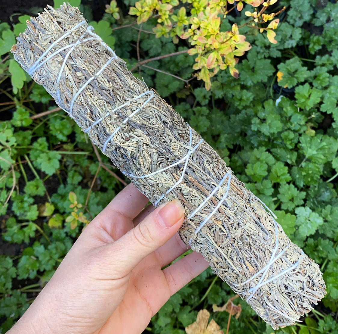 large blue sage smudge stick