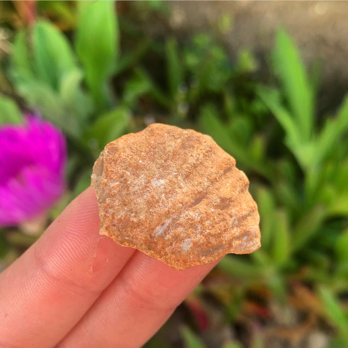 Portuguese Fossil Shell