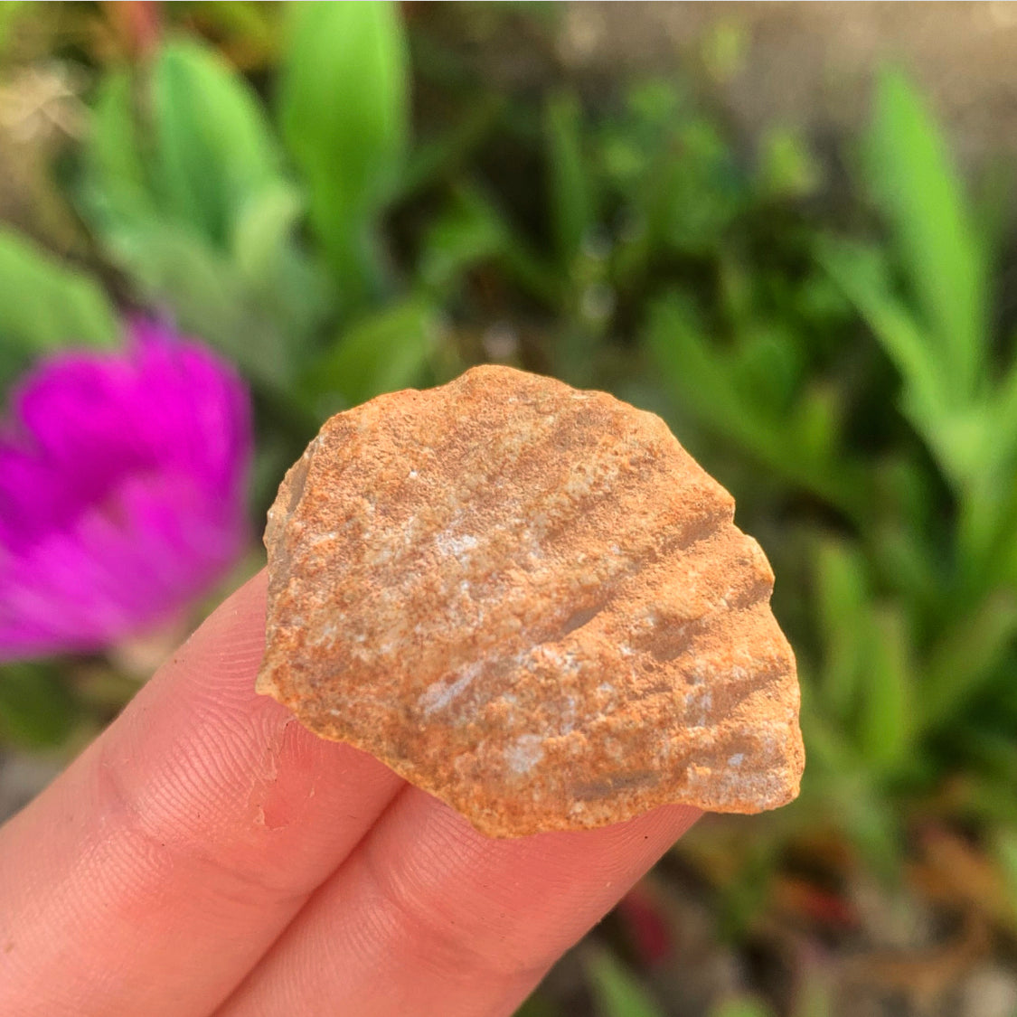 Portuguese Fossil Shell