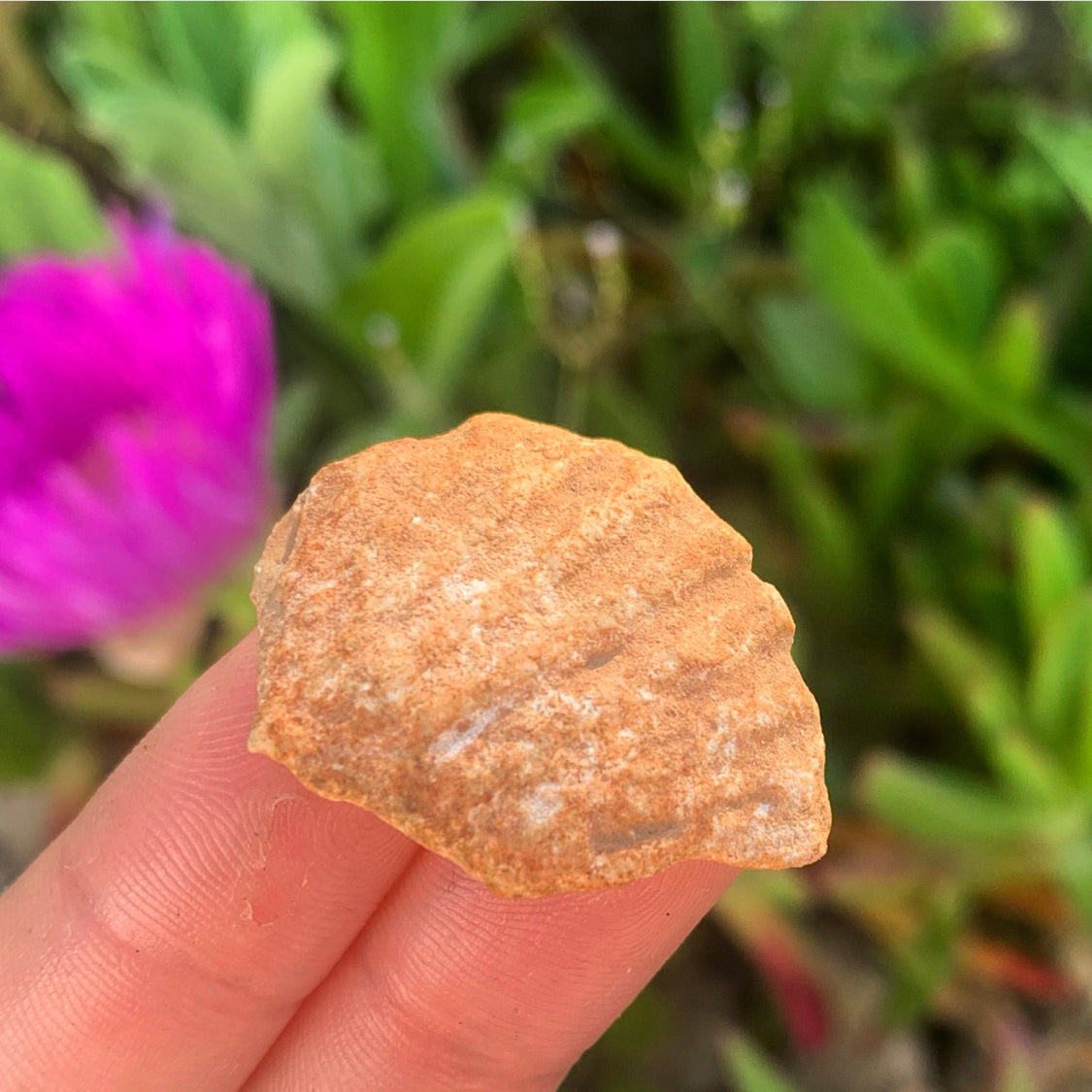 Portuguese Fossil Shell