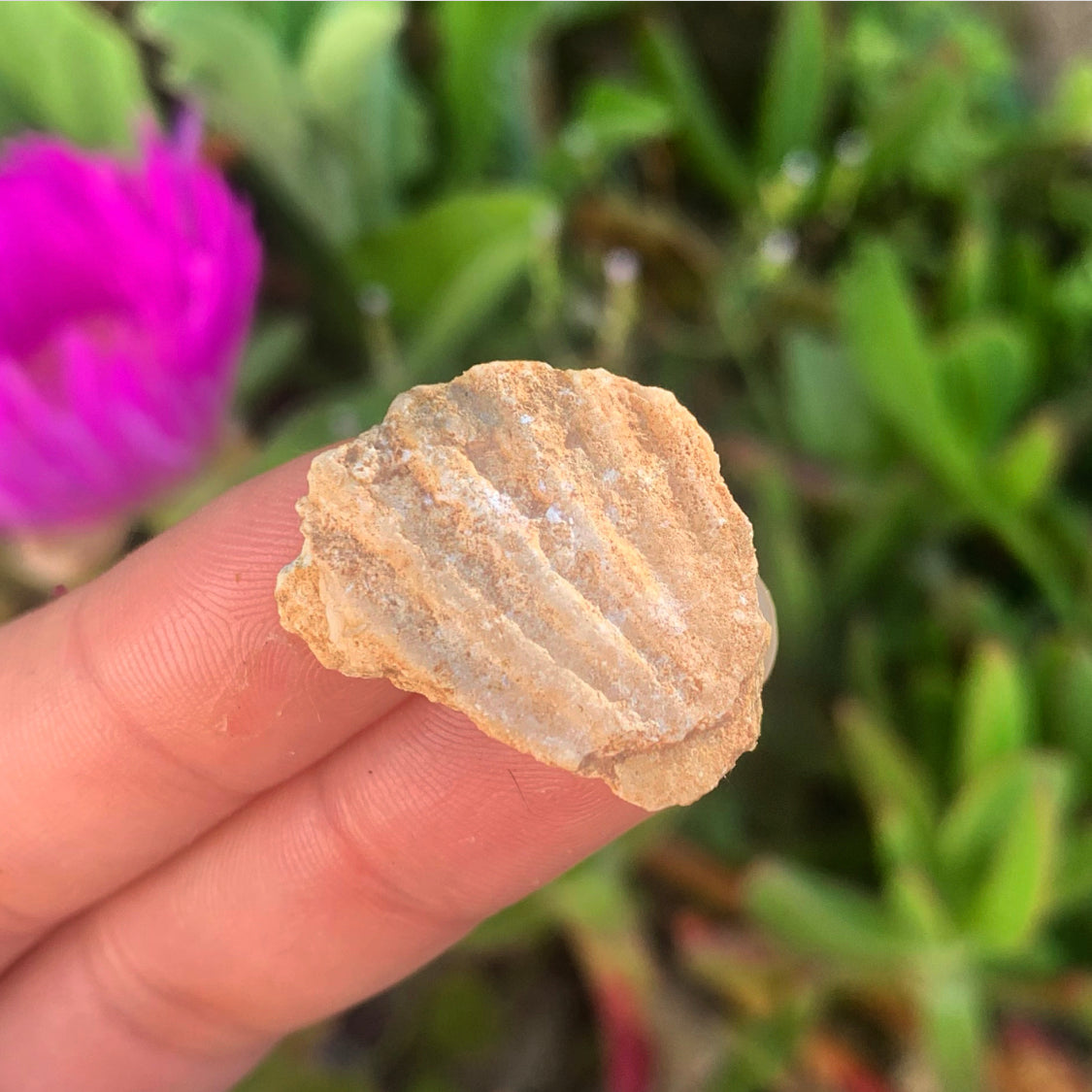 Portuguese Fossil Shell