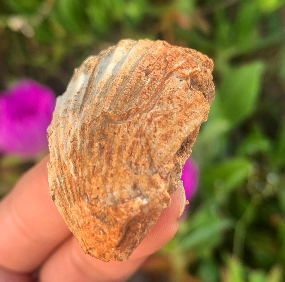 Portuguese Fossil Shell