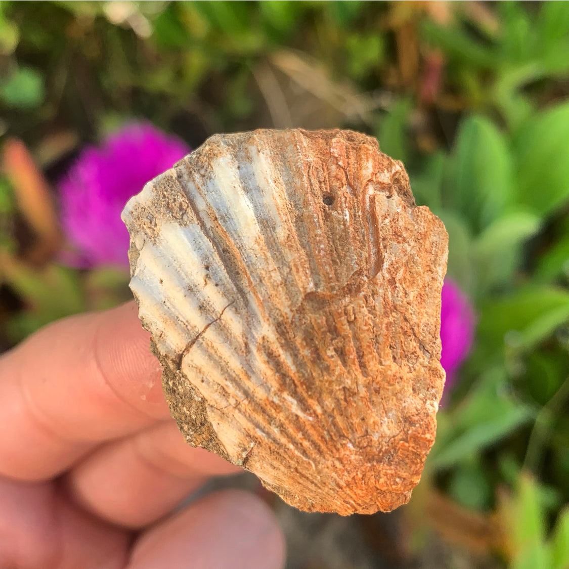 Portuguese Fossil Shell