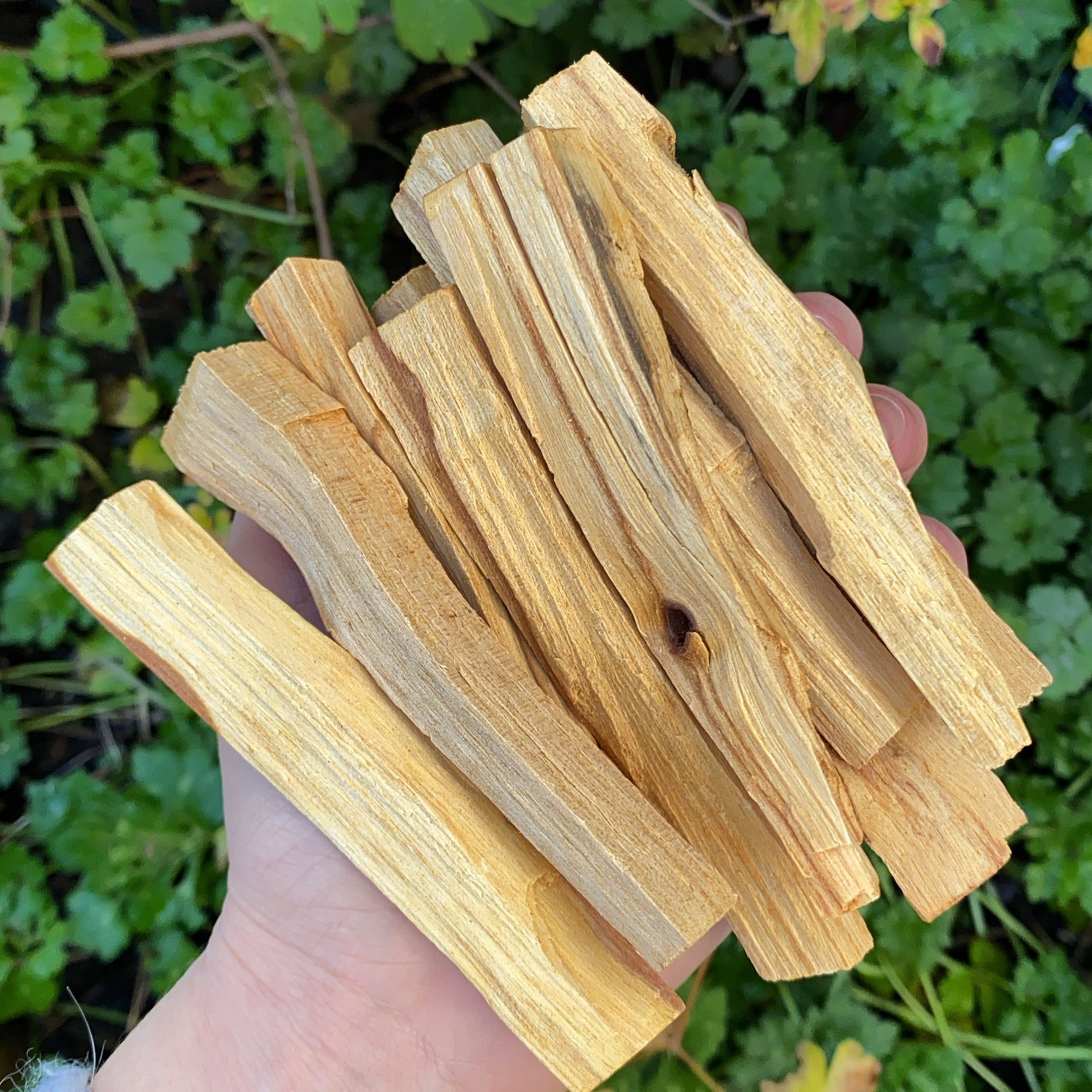 Palo Santo Sticks