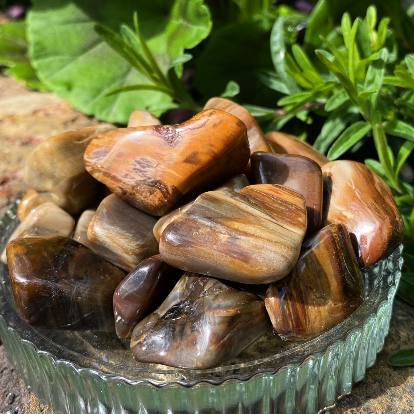 Petrified Wood Tumblestones