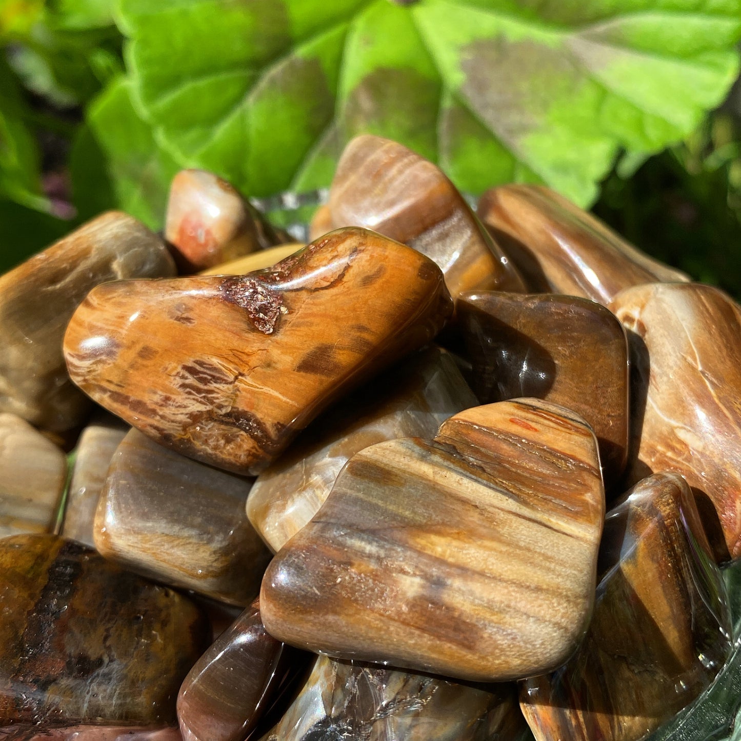 Petrified Wood Tumblestones
