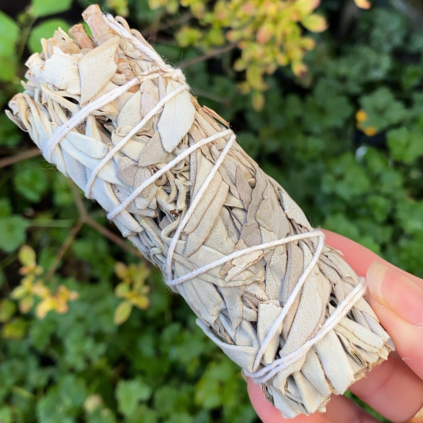 white sage smudge stick