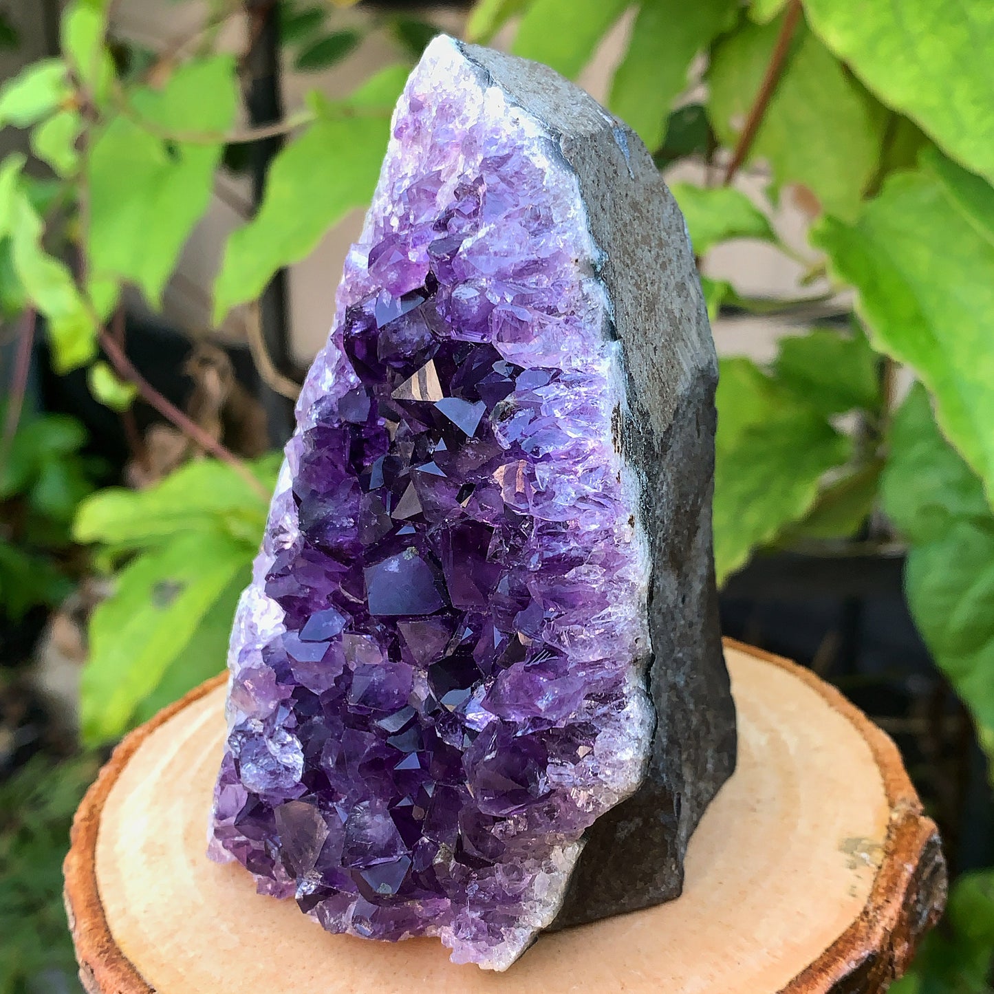 Uruguayan Amethyst Cluster #1
