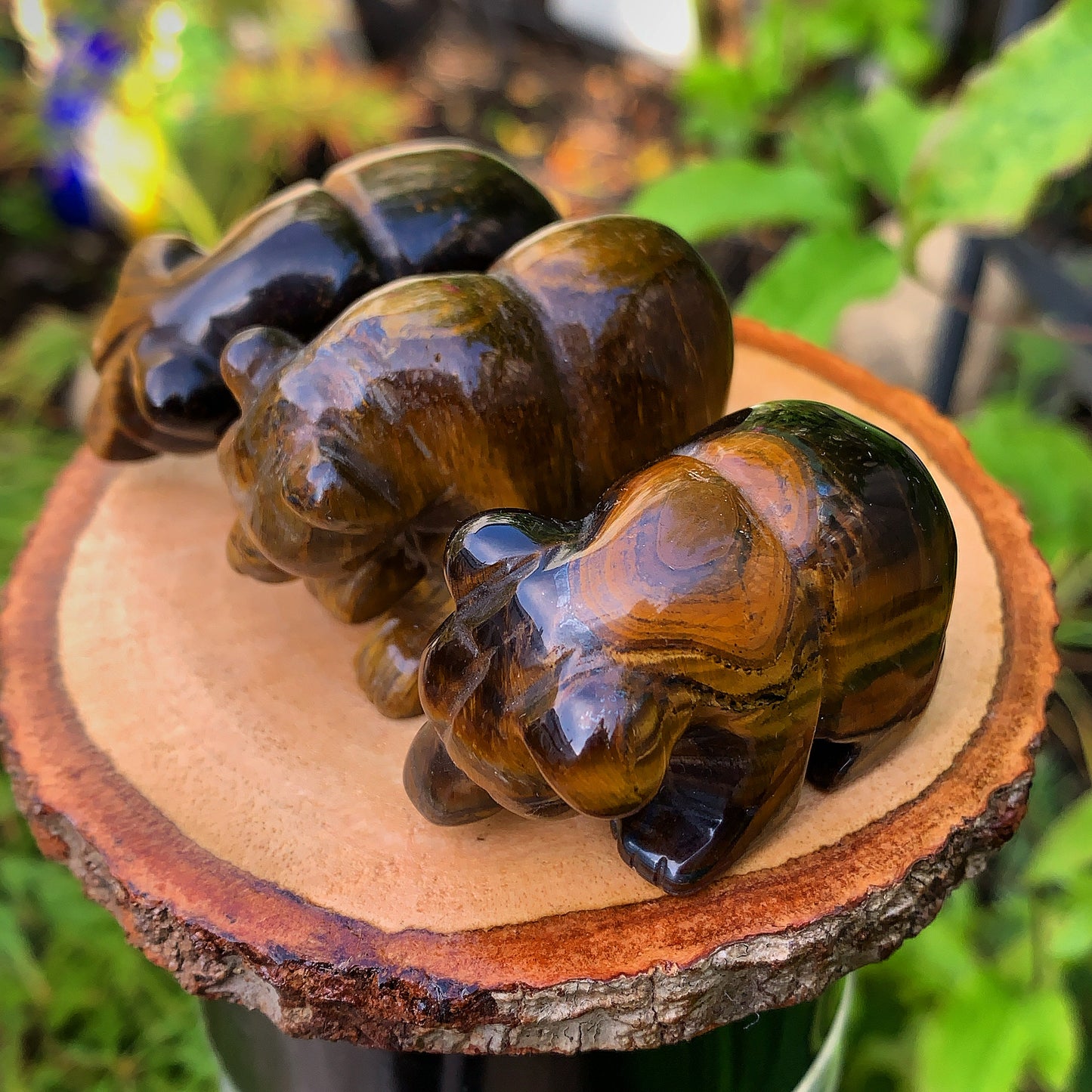 Tigers Eye Bear