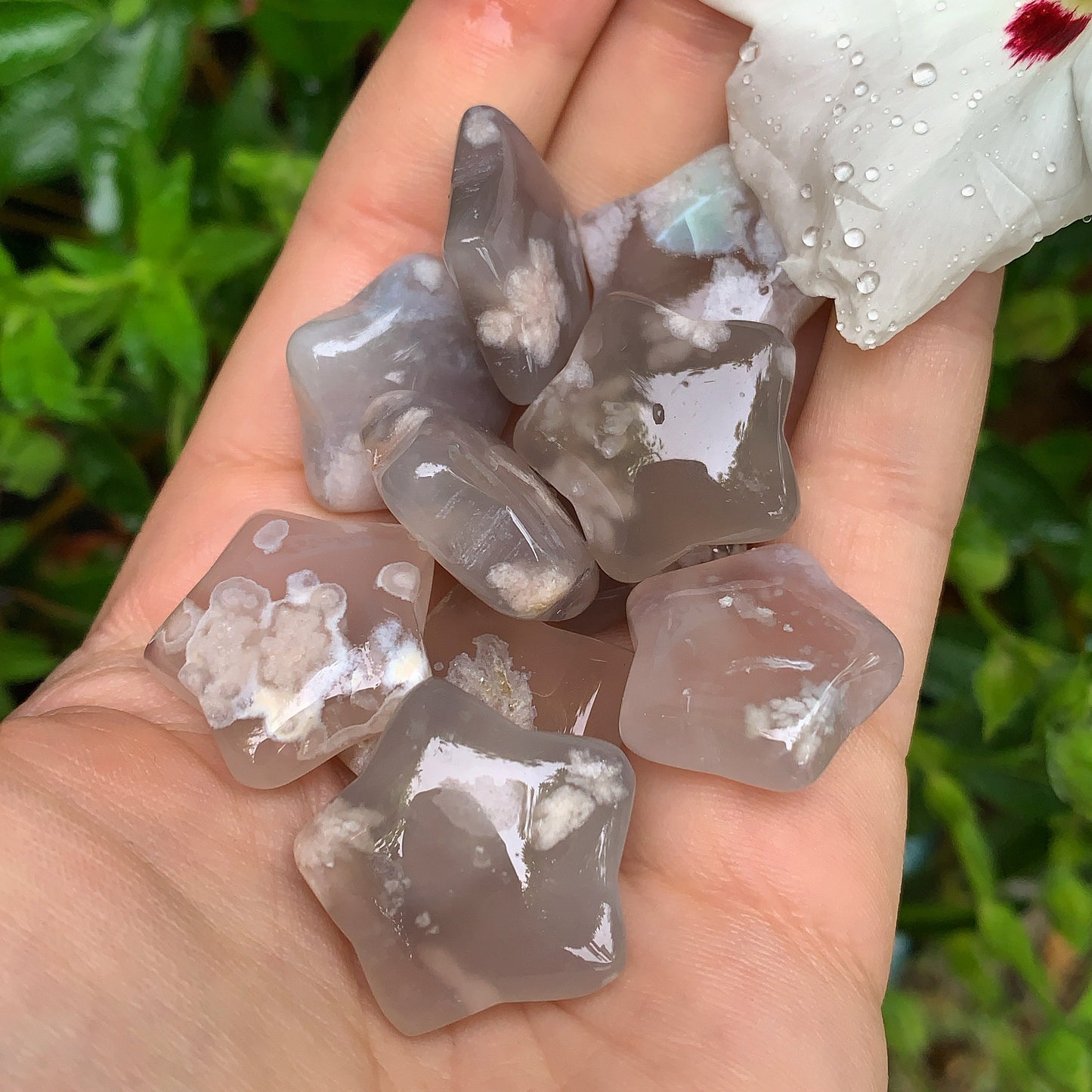 Coral Jade Stars