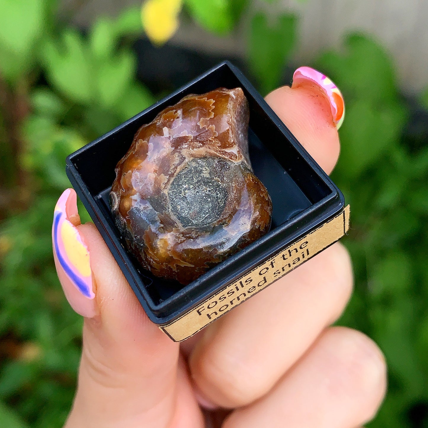 Ancient Specimen Fossil & Crystal Gift Box