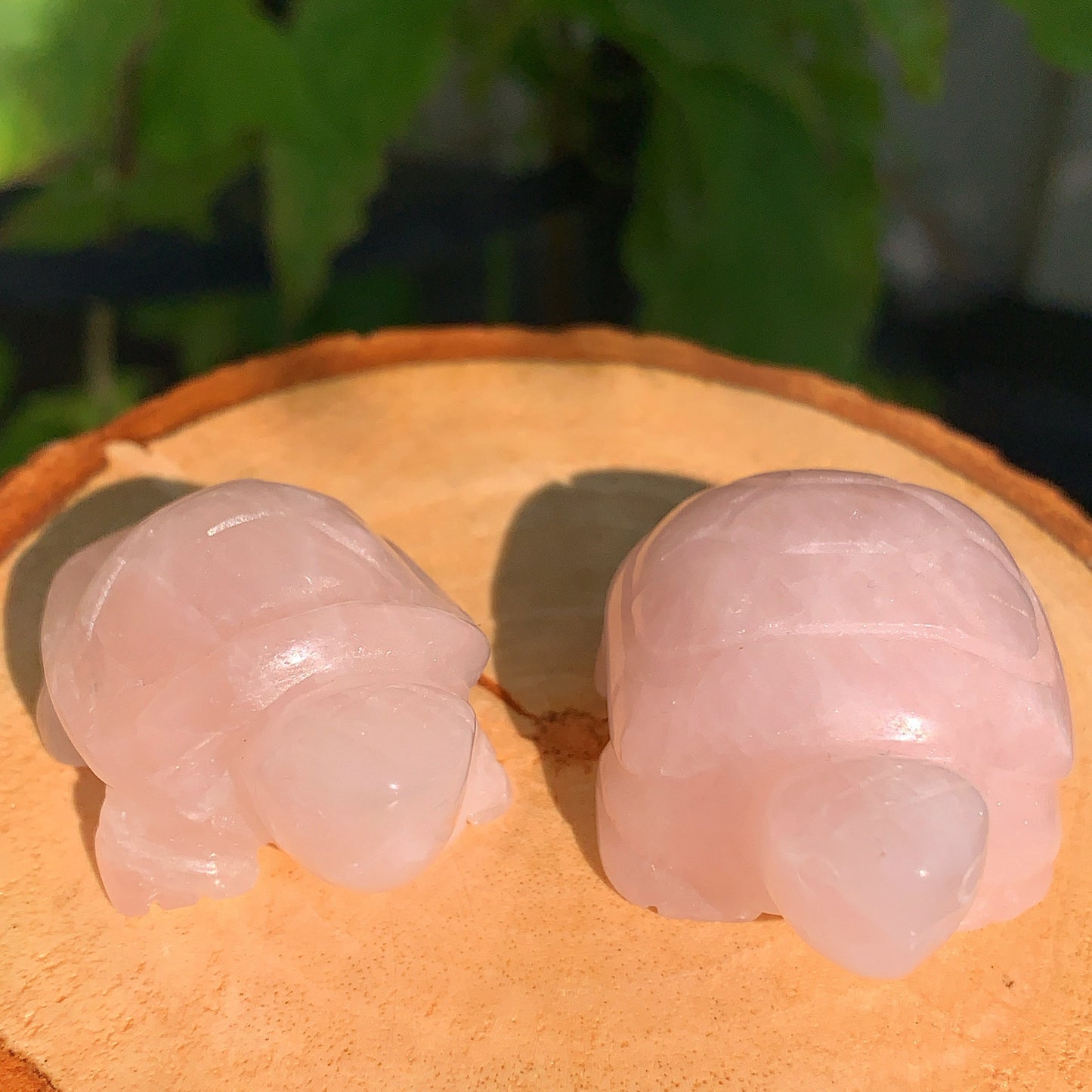 Rose Quartz Tortoise