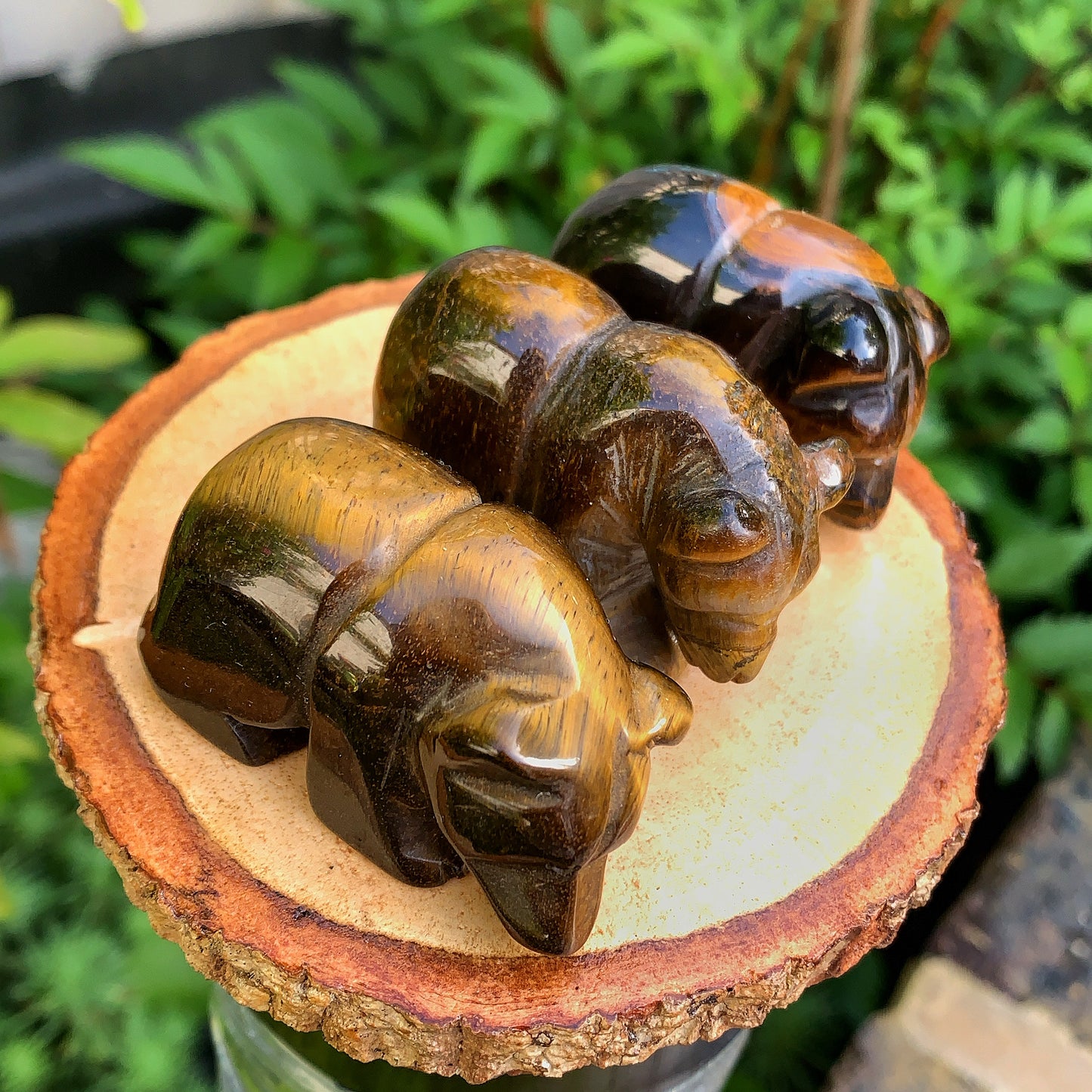 Tigers Eye Bear