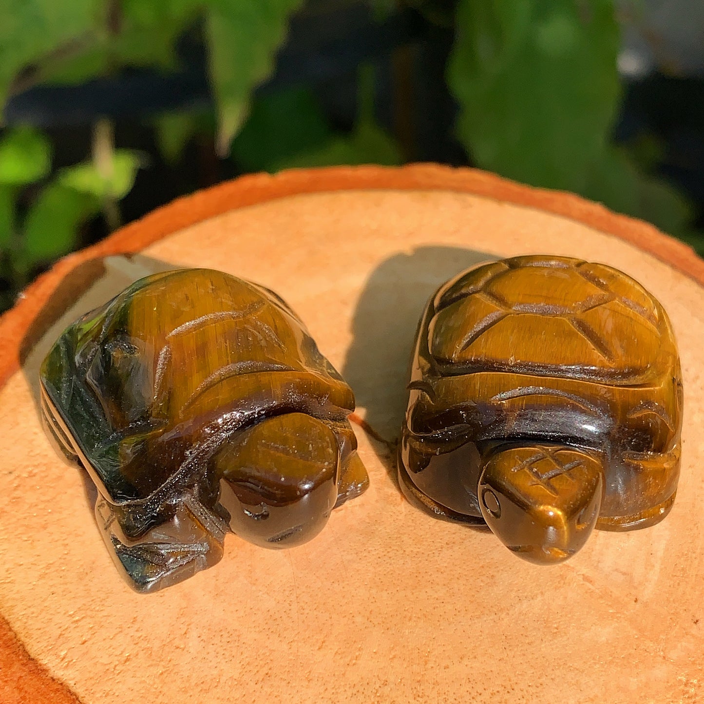 Tigers Eye Tortoise