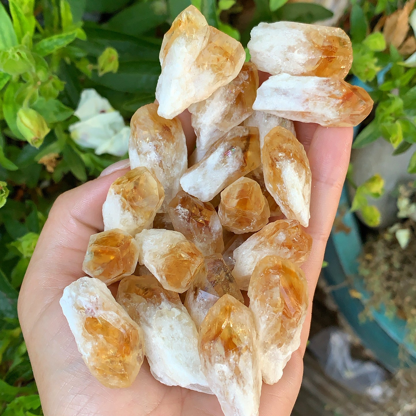 Mini Citrine Shards