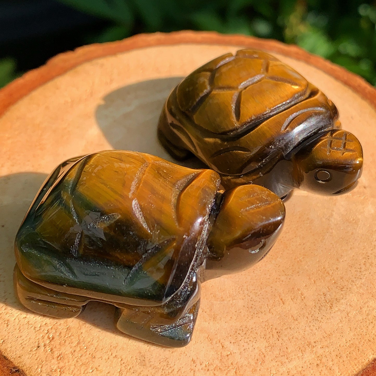 Tigers Eye Tortoise