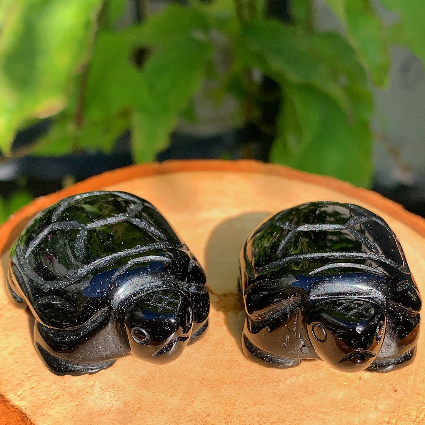 Obsidian Tortoise