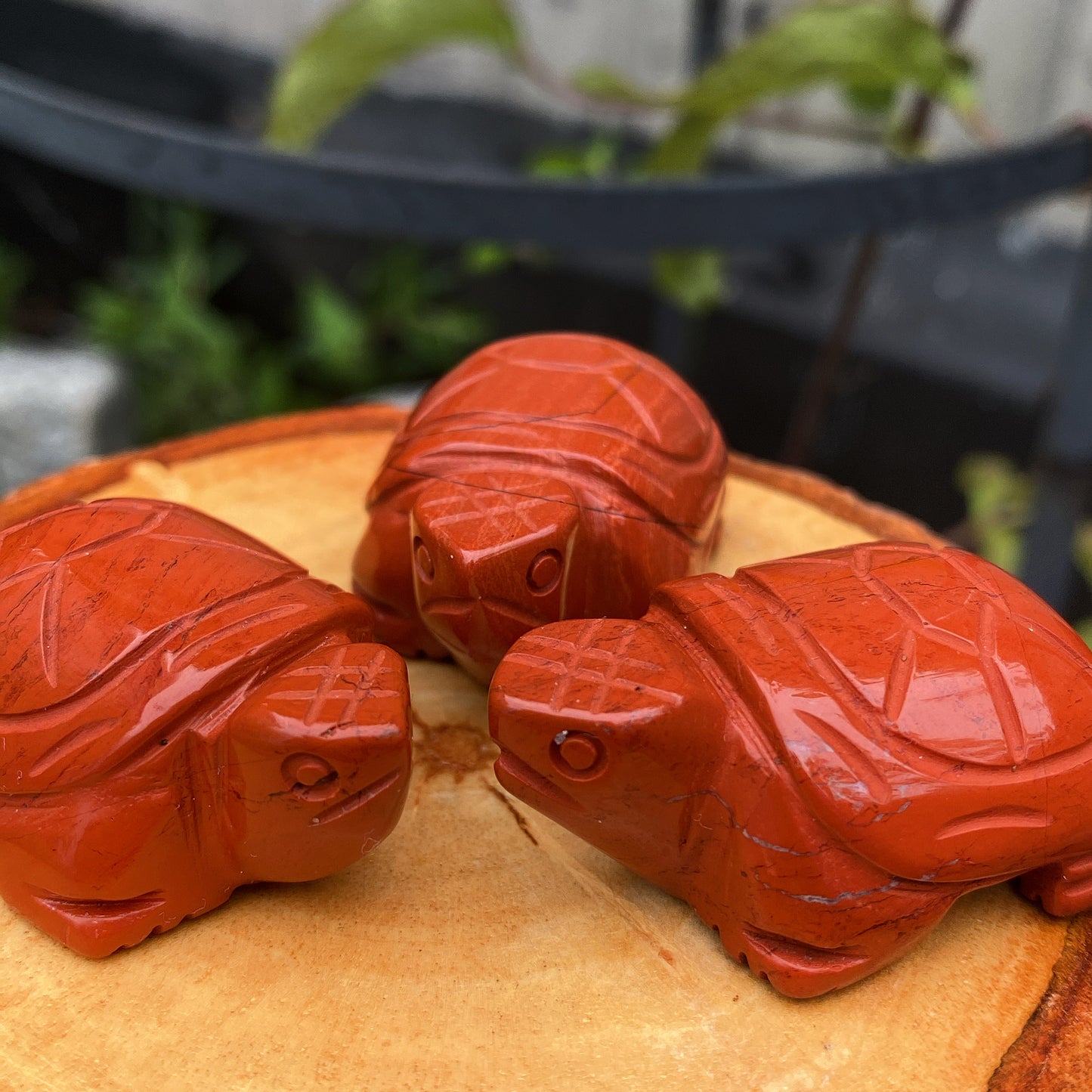 Red Jasper Tortoise