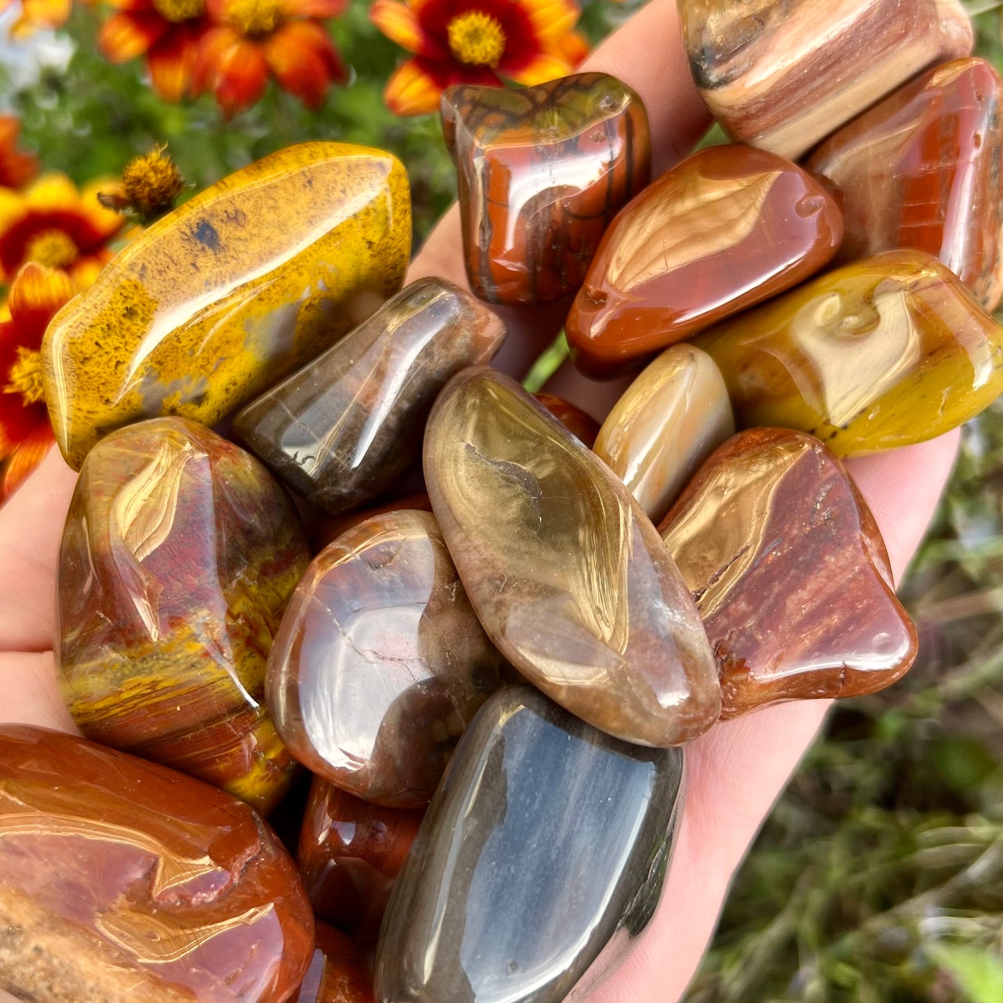 Large Petrified Wood Tumblestones