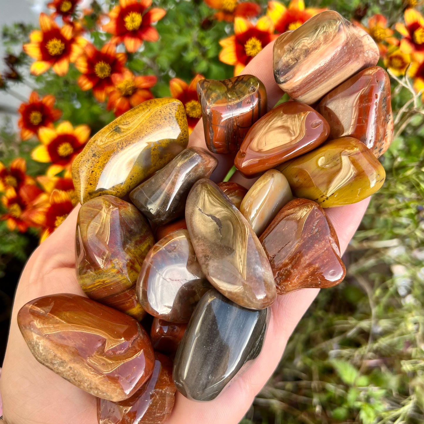 Large Petrified Wood Tumblestones