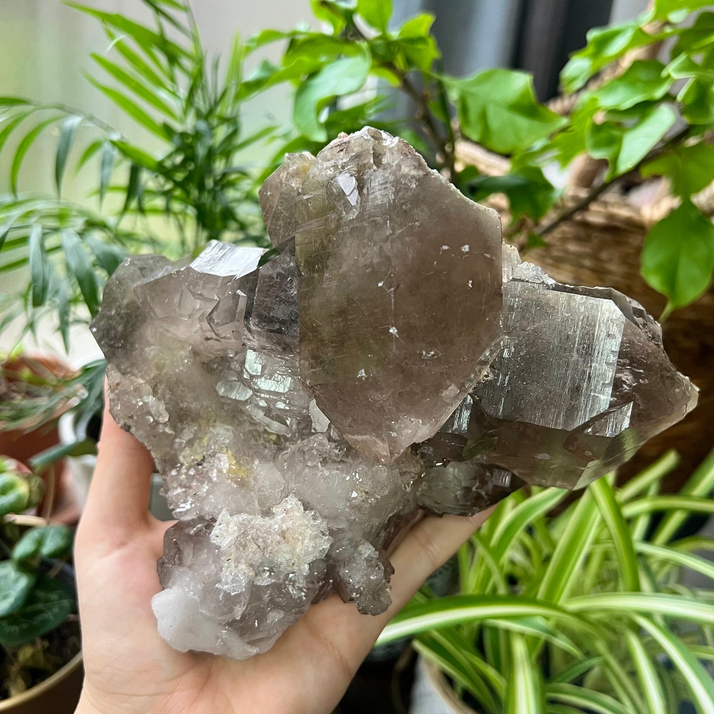 Elestial Smokey Quartz Twin Crystal Cluster 1.4kg