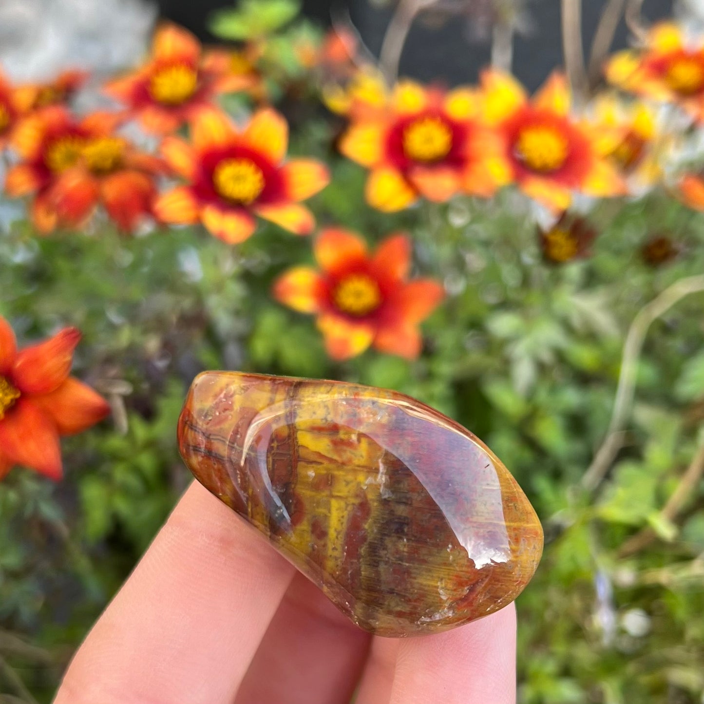 Large Petrified Wood Tumblestones