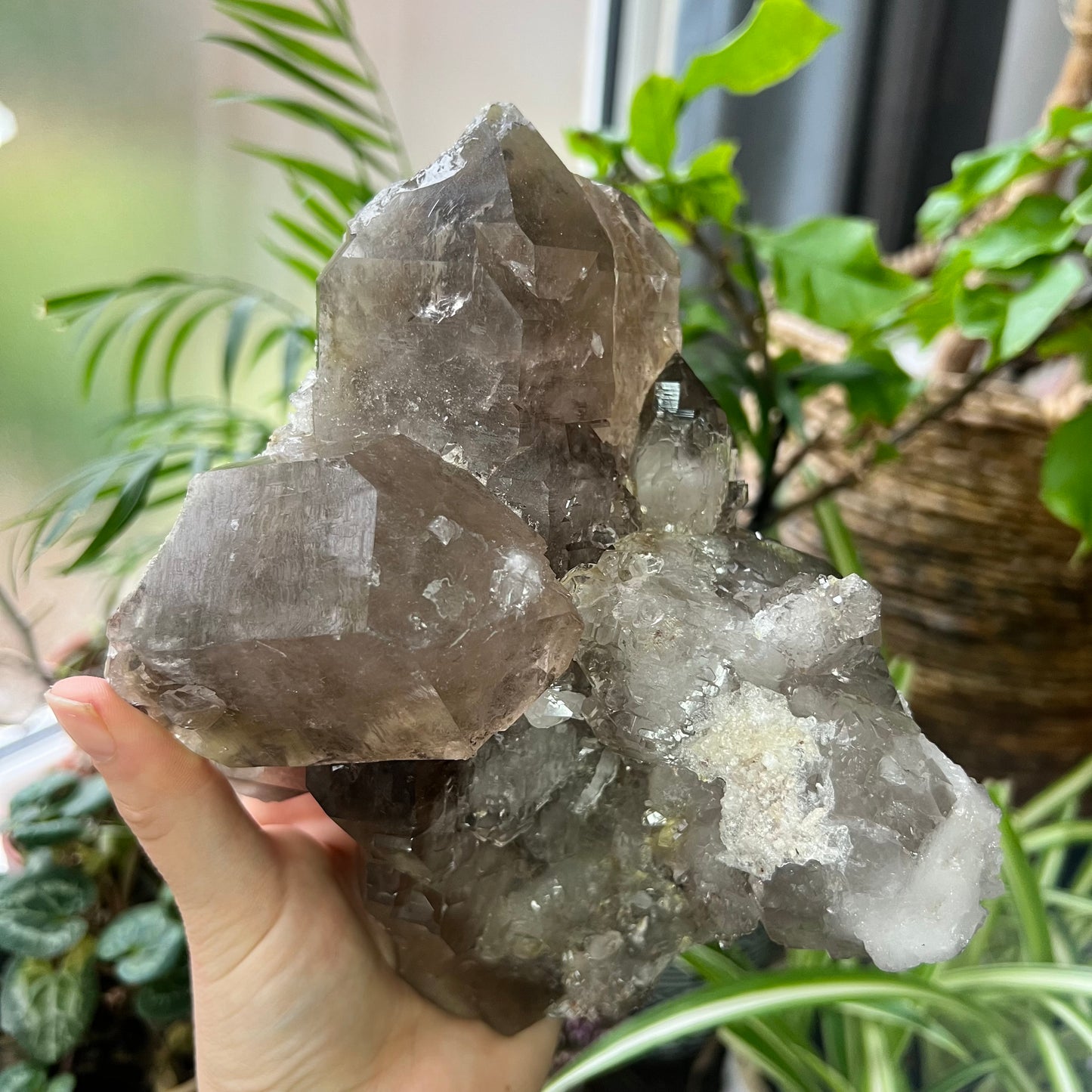 Elestial Smokey Quartz Twin Crystal Cluster 1.4kg