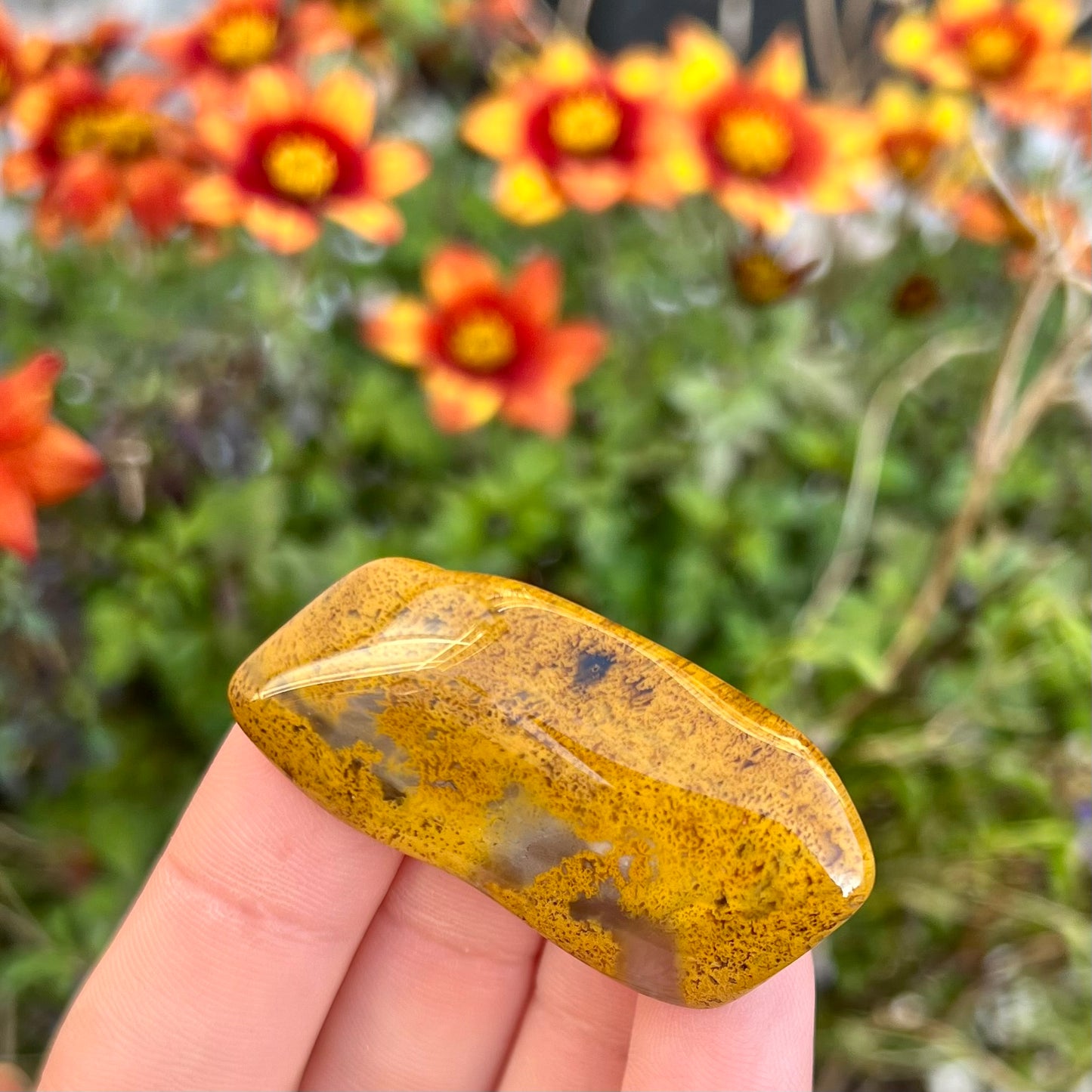 Large Petrified Wood Tumblestones