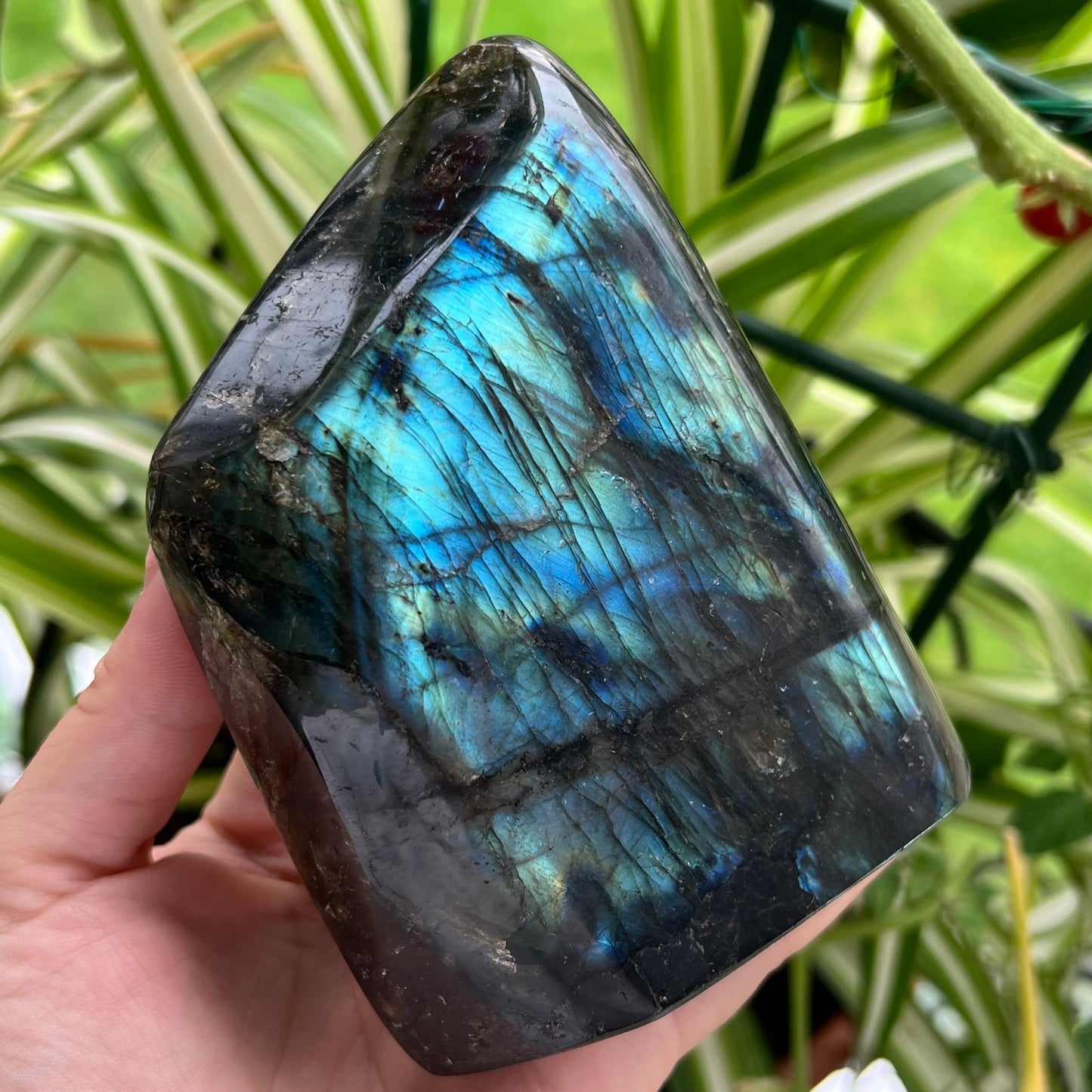 Grade A Labradorite Freeform