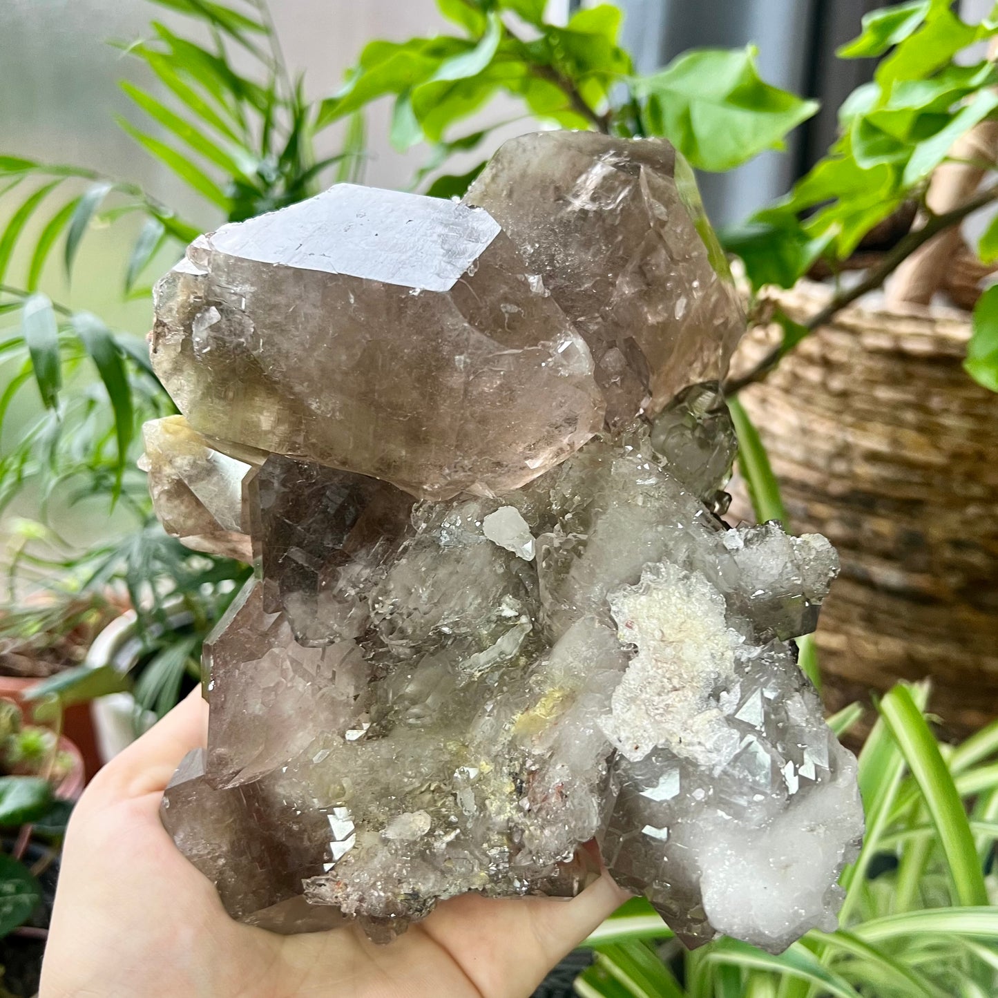 Elestial Smokey Quartz Twin Crystal Cluster 1.4kg