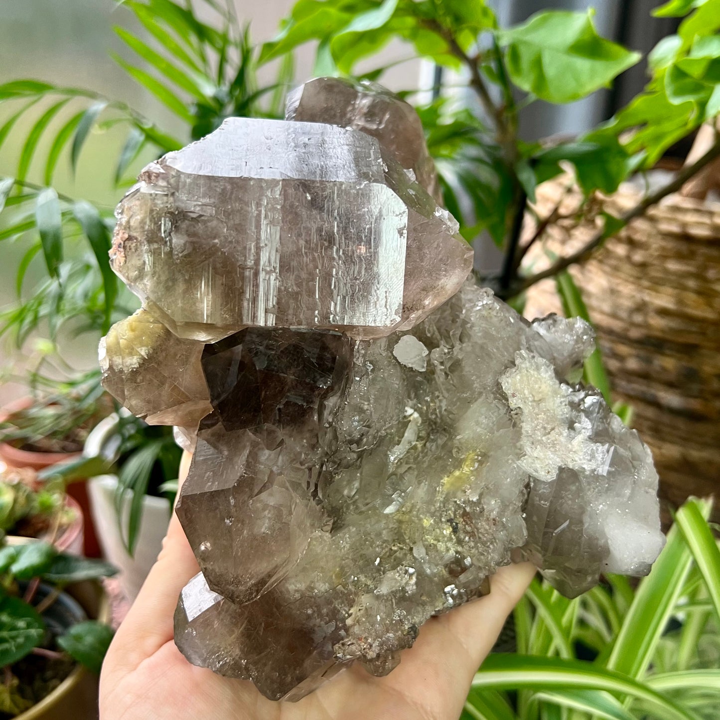 Elestial Smokey Quartz Twin Crystal Cluster 1.4kg