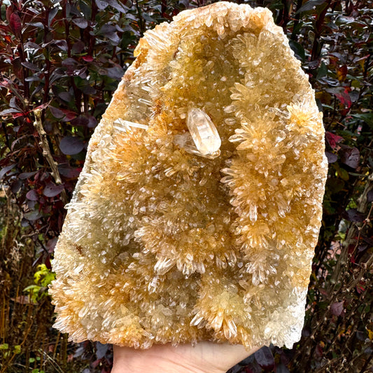Golden Clear Quartz Cluster - 1.9KG