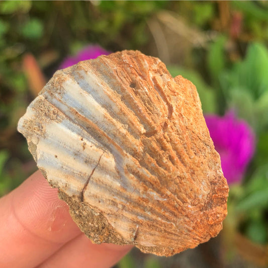 Portuguese Fossil Shell