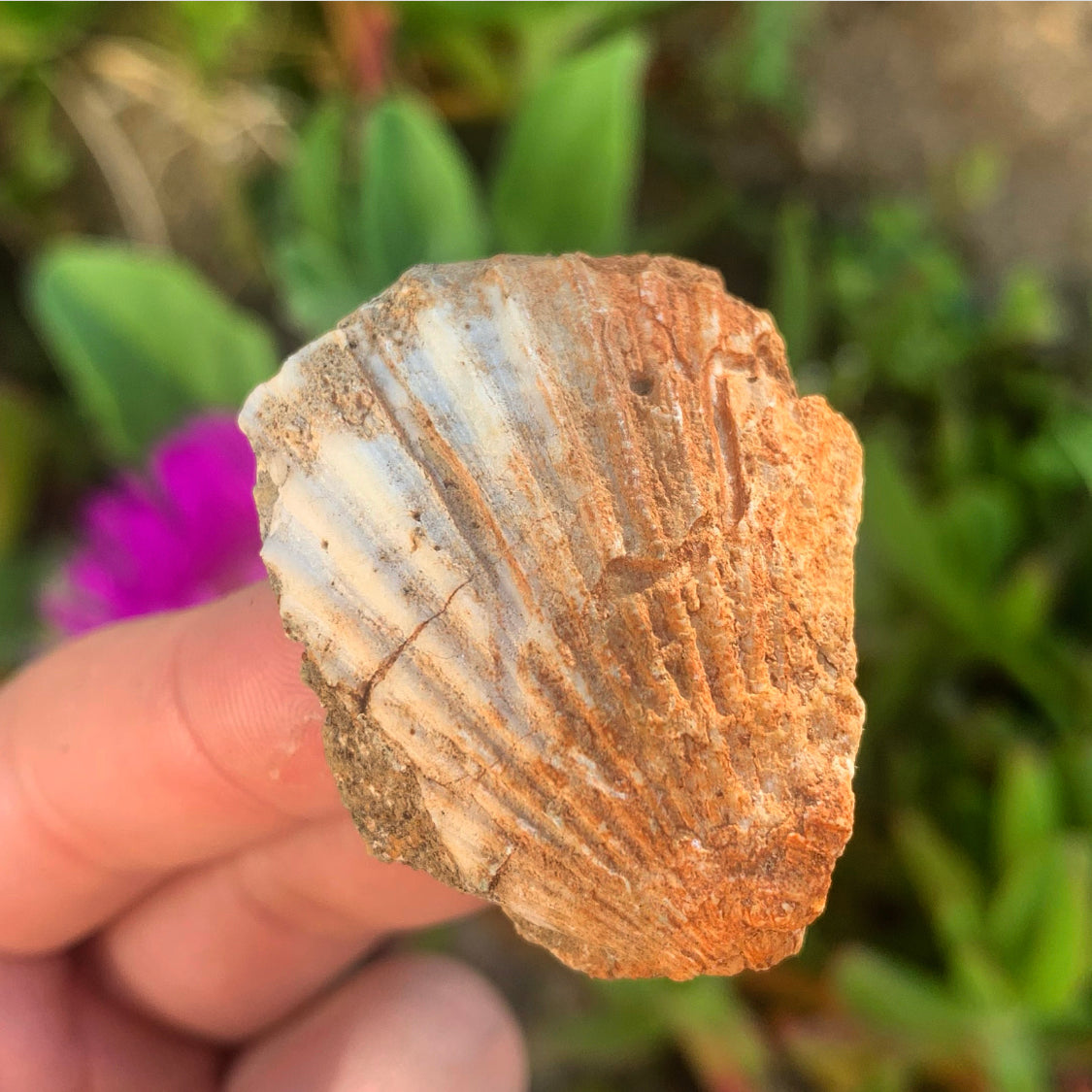 Portuguese Fossil Shell