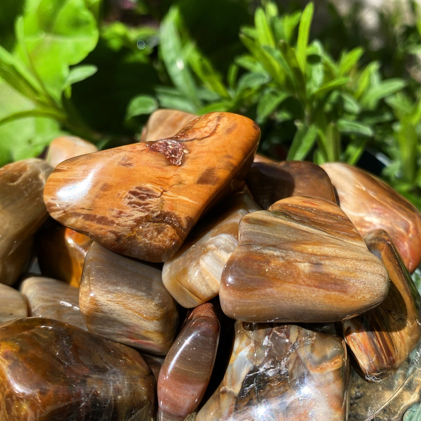 Petrified Wood Tumblestones