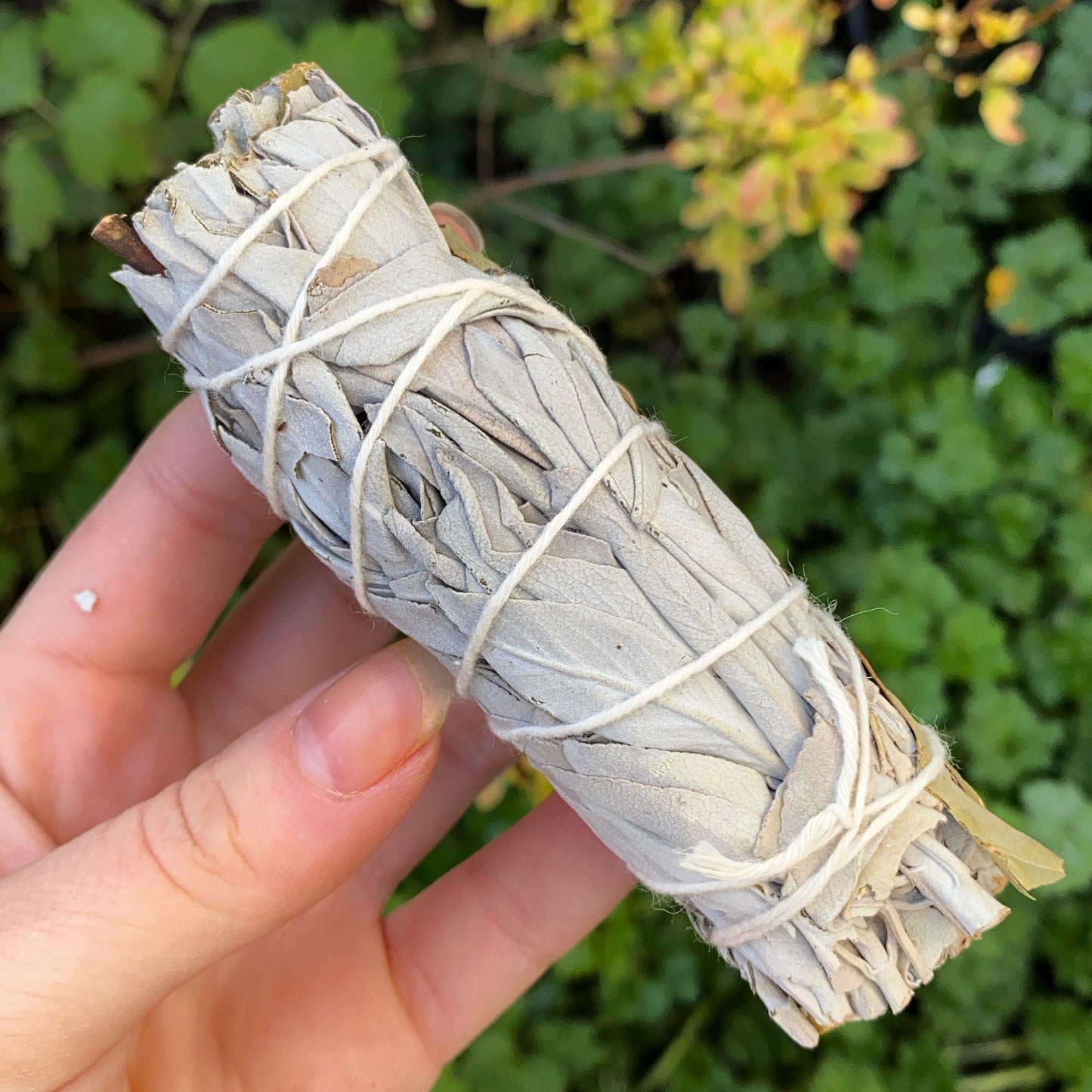 white sage and eucalyptus smudge stick