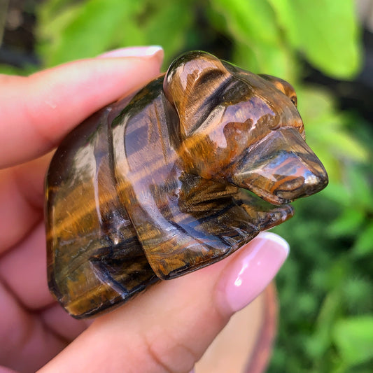 Tigers Eye Bear