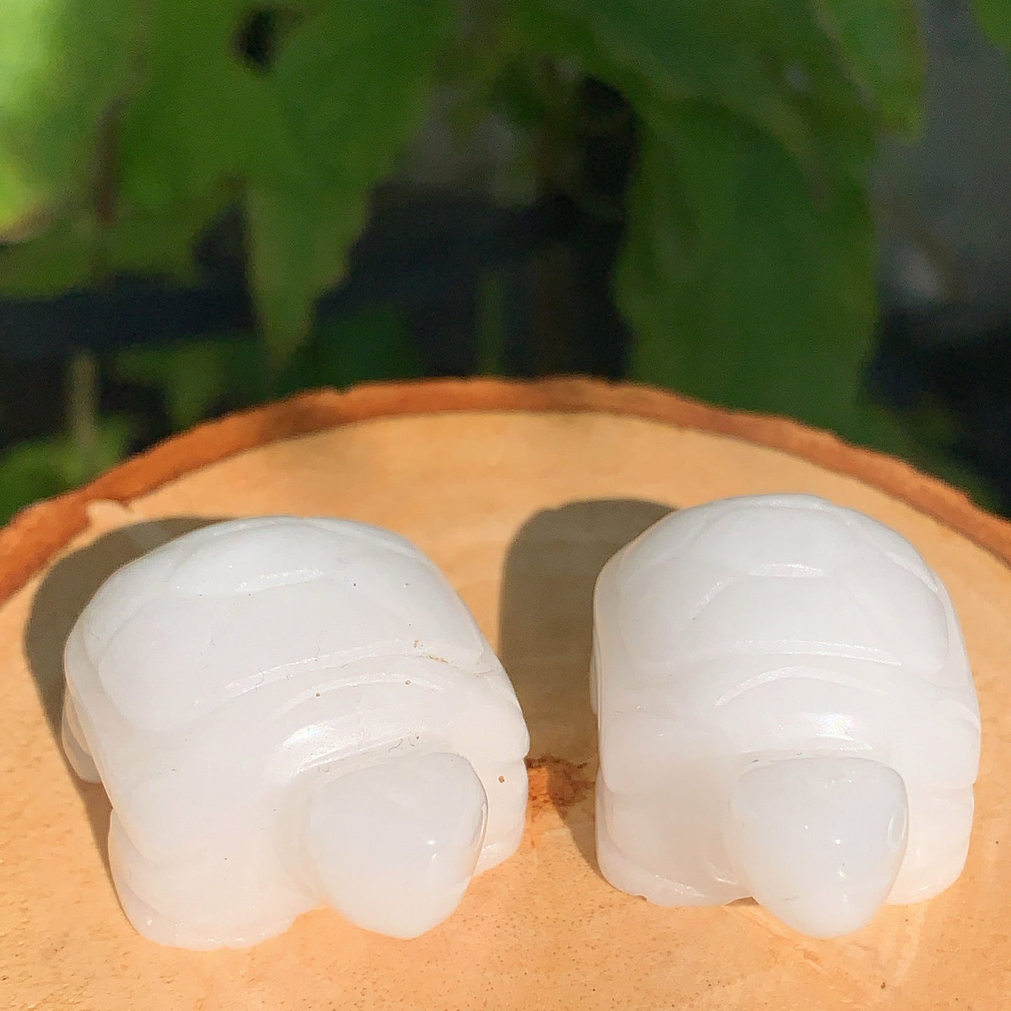 White Jade Tortoise